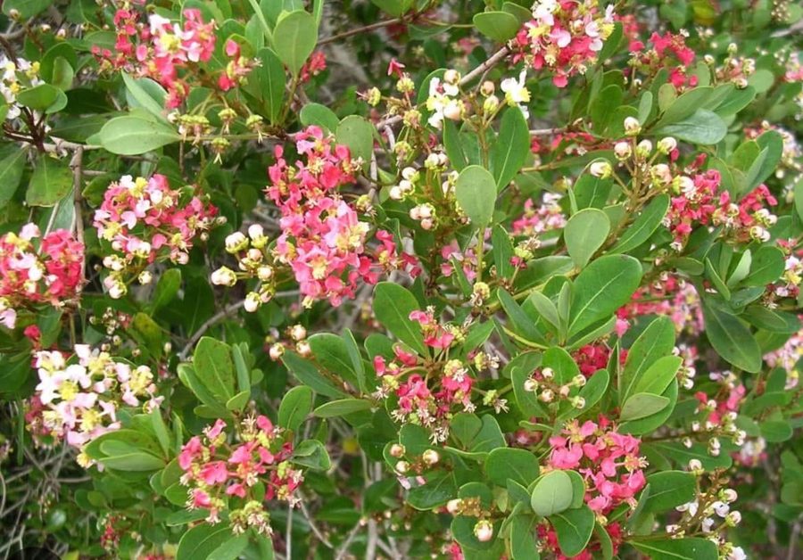 Locustberry blooms
